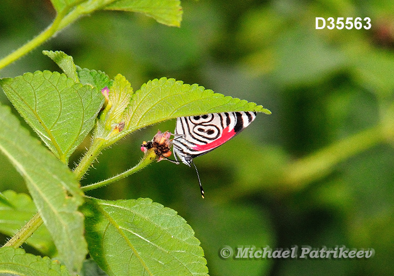 Cramer's Eighty-eight (Diaethria clymena)